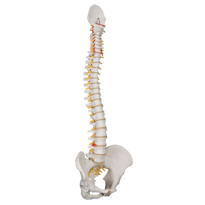 3B Scientific A58/1 Anatomical Model - Flexible Spine, Classic, With Male Pelvis - Includes 3B Smart Anatomy