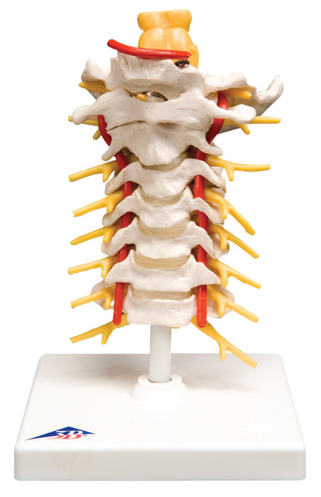 3B Scientific A72 Anatomical Model - Cervical Spinal Column - Includes 3B Smart Anatomy