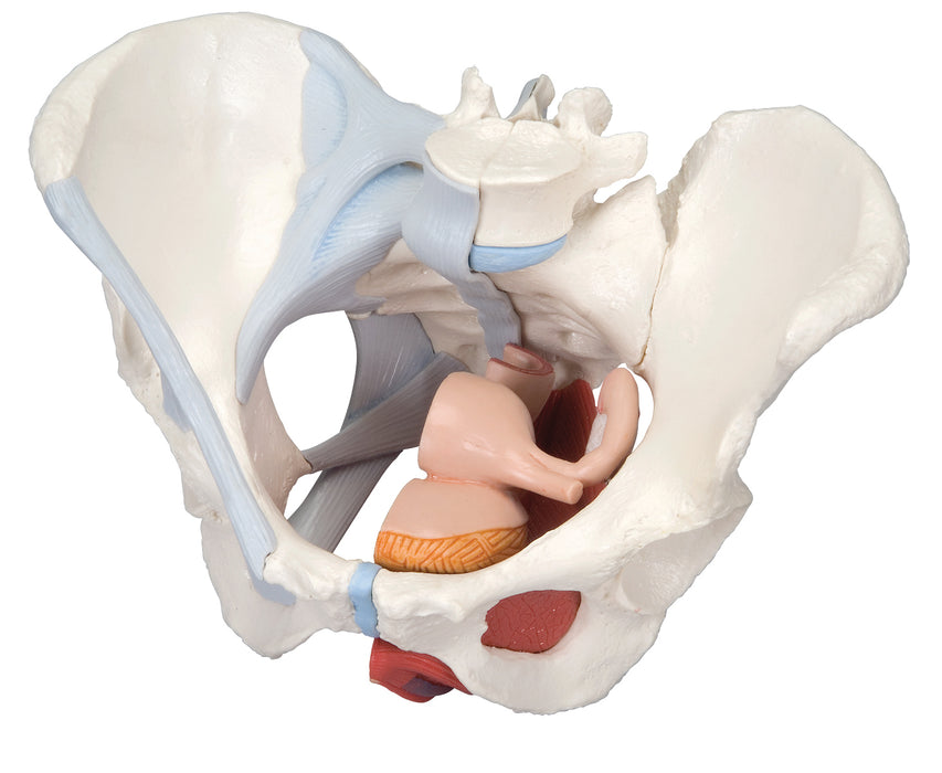 3B Scientific H20/3 Anatomical Model - Female Pelvis, 4-Part With Ligaments - Includes 3B Smart Anatomy