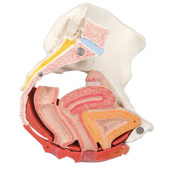 3B Scientific H20/3 Anatomical Model - Female Pelvis, 4-Part With Ligaments - Includes 3B Smart Anatomy