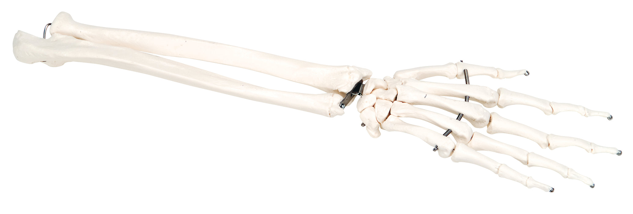 3B Scientific 12-4581L Anatomical Model - Loose Bones, Hand Skeleton With Ulna And Radius (Wire) - Includes 3B Smart Anatomy