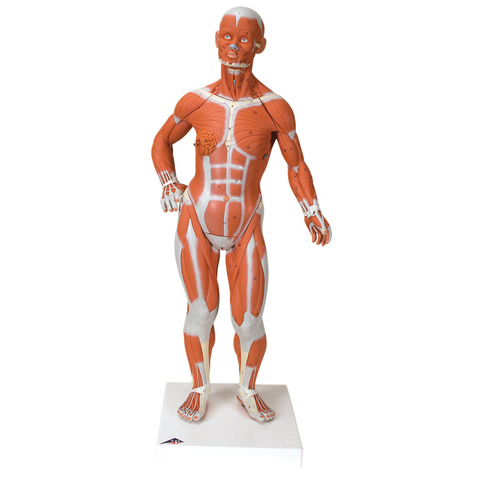 3B Scientific B59 Anatomical Model - 1/3 Life-Size Muscle Figure, 2-Part - Includes 3B Smart Anatomy