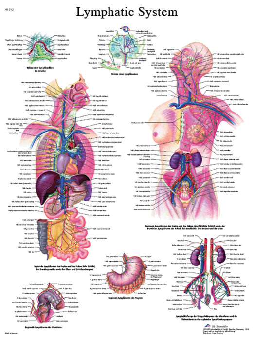 3B Scientific VR1392L (1-4) Anatomical Chart - Lymphatic System, Laminated