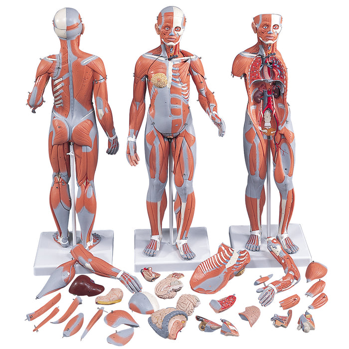3B Scientific B55 Anatomical Model - 1/2 Life-Size Complete Dual Sex Muscle Model, 33-Part - Includes 3B Smart Anatomy