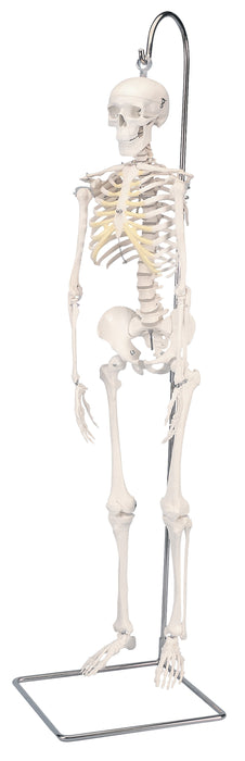 3B Scientific A18/1 Anatomical Model - Shorty The Mini Skeleton On Hanging Stand - Includes 3B Smart Anatomy
