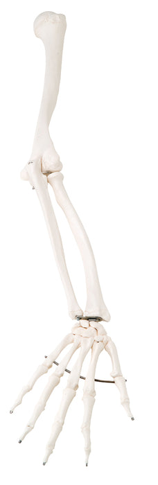 3B Scientific 12-4582R Anatomical Model - Loose Bones, Arm Skeleton (Wire) - Includes 3B Smart Anatomy