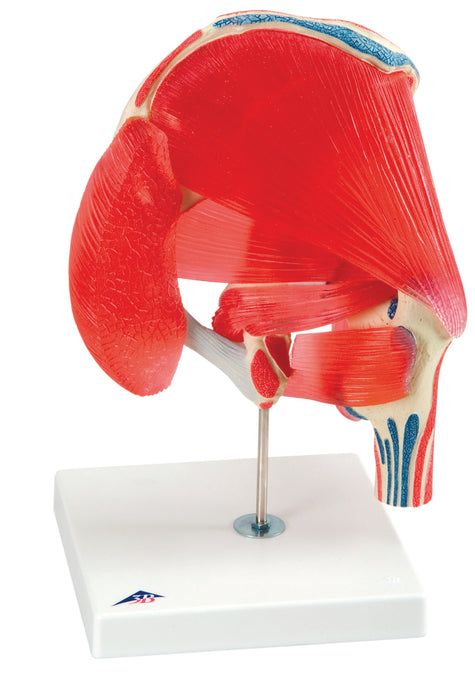 3B Scientific A881 Anatomical Model - Hip Joint With Removable Muscles, 7-Part - Includes 3B Smart Anatomy