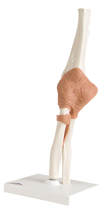 3B Scientific A83 Anatomical Model - Functional Elbow Joint - Includes 3B Smart Anatomy