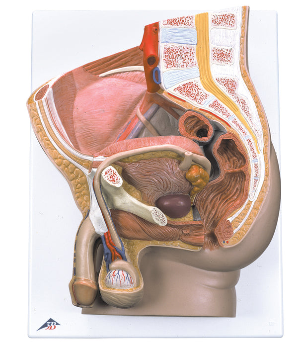 3B Scientific H11 Anatomical Model - Male Pelvis, 2 Part - Includes 3B Smart Anatomy