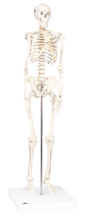 3B Scientific A18 Anatomical Model - Shorty The Mini Skeleton On Mounted Base - Includes 3B Smart Anatomy
