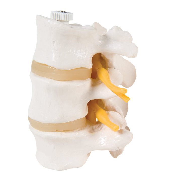3B Scientific A76/8 Anatomical Model - 3 Lumbar Vertebrae, Flexibly Mounted - Includes 3B Smart Anatomy