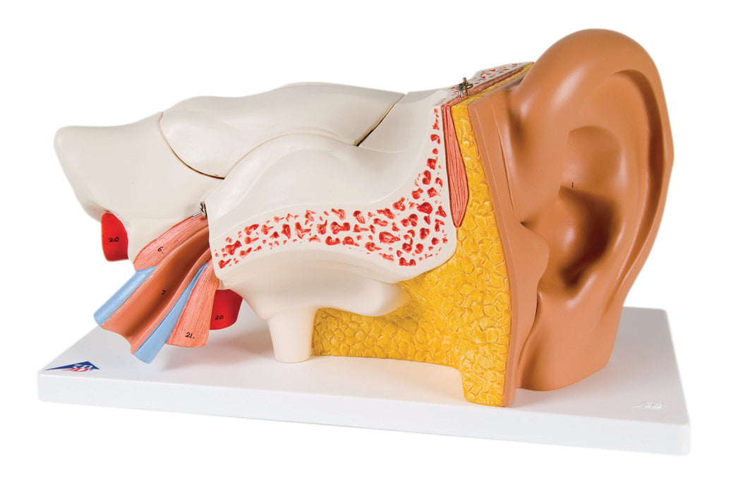 3B Scientific E11 Anatomical Model - Ear, 6-Part (3X Size) - Includes 3B Smart Anatomy