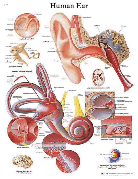 3B Scientific VR1243UU Anatomical Chart - Ear, Paper