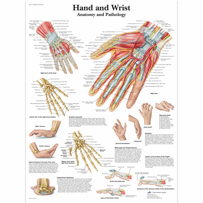 3B Scientific VR1171S Anatomical Chart - Hand & Wrist, Sticky Back