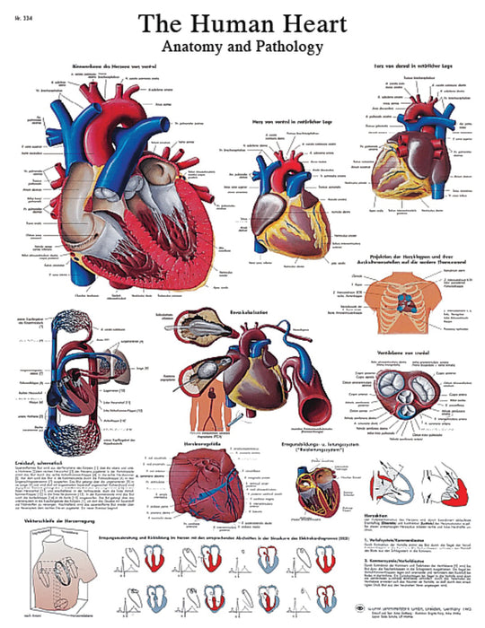 3B Scientific VR1334UU (1-4) Anatomical Chart - Heart, Paper