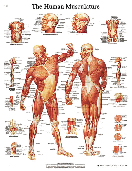 3B Scientific VR1118UU (1-4) Anatomical Chart - Musculature, Paper