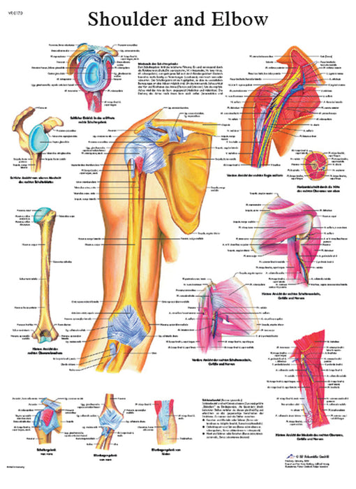 3B Scientific VR1170L (1-4) Anatomical Chart - Shoulder & Elbow, Laminated