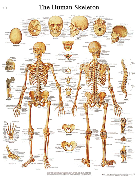 3B Scientific VR1113S Anatomical Chart - Human Skeleton, Sticky Back