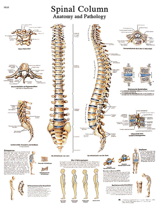 3B Scientific VR1152UU (1-4) Anatomical Chart - Spinal Column, Paper