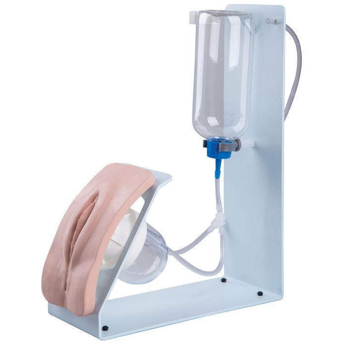 3B Scientific P93B-F Catheterization Simulator Basic. Female.