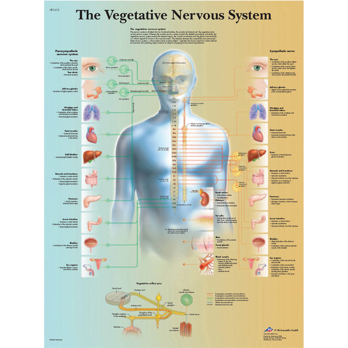 3B Scientific VR1610UU (1-4) Anatomical Chart - Vegetative Nervous System, Paper