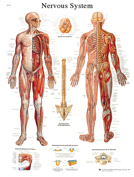 3B Scientific VR1620UU (1-4) Anatomical Chart - Nervous System Chart, Paper