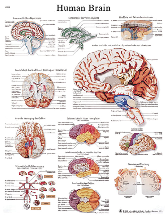 3B Scientific VR1615UU (1-4) Anatomical Chart - Human Brain, Paper