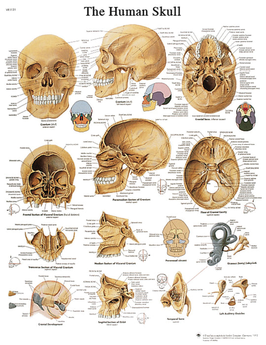 3B Scientific VR1131S Anatomical Chart - Human Skull, Sticky Back