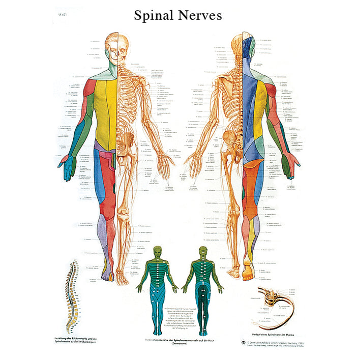 3B Scientific VR1621UU (1-4) Anatomical Chart - Spinal Nerves, Paper