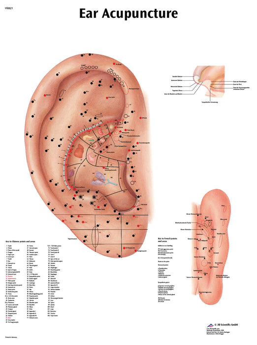 3B Scientific VR1821UU Anatomical Chart - Acupuncture Ear, Paper