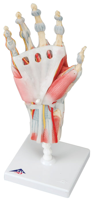 3B Scientific M33/1 Anatomical Model - Hand Skeleton With Removable Ligaments & Muscles, 4-Part - Includes 3B Smart Anatomy