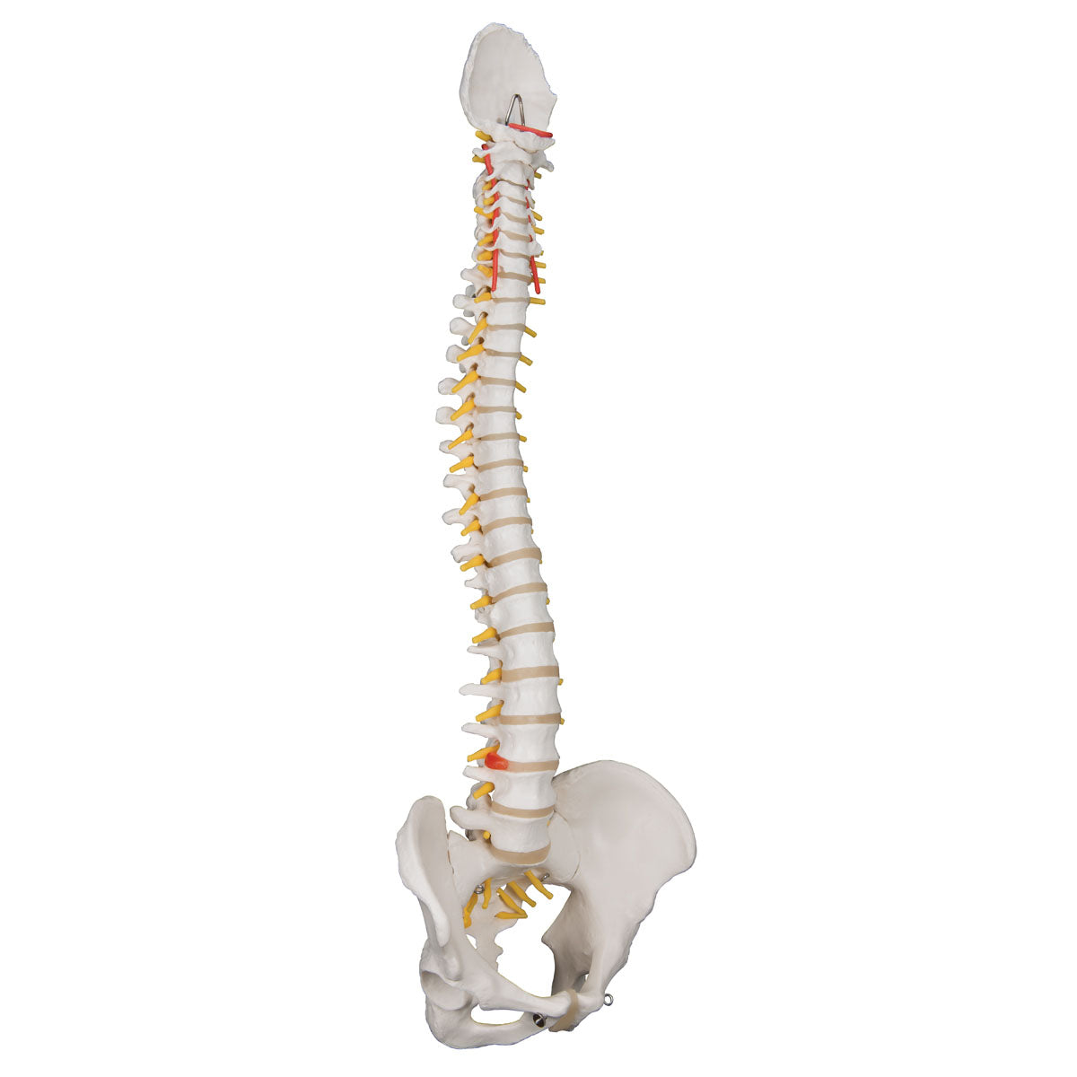 Spine Model