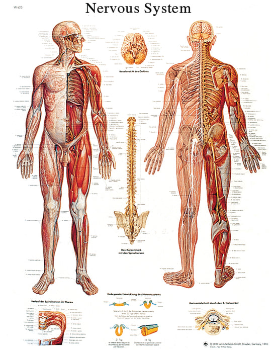 3B Scientific VR1620S Anatomical Chart - Nervous System Chart, Sticky Back