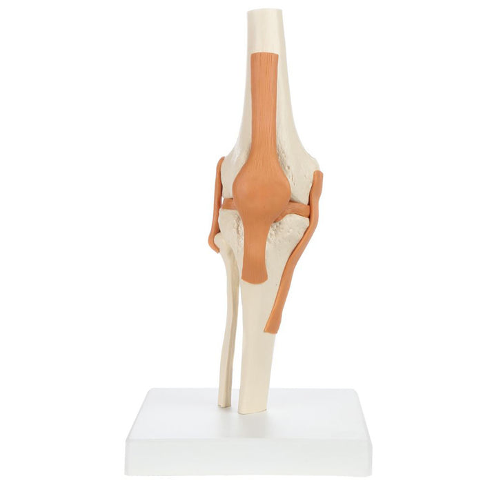 Rudiger Anatomie 12-4489 Functional Knee Joint With Ligaments