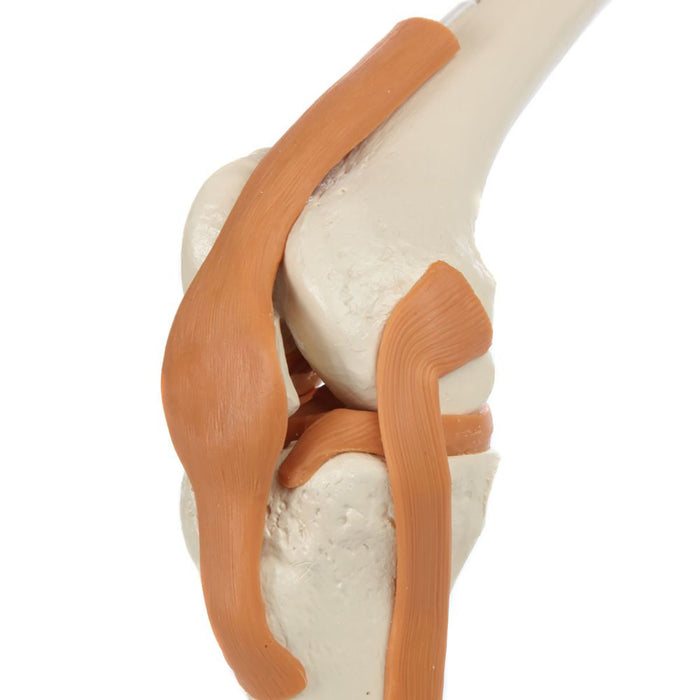 Rudiger Anatomie 12-4489 Functional Knee Joint With Ligaments