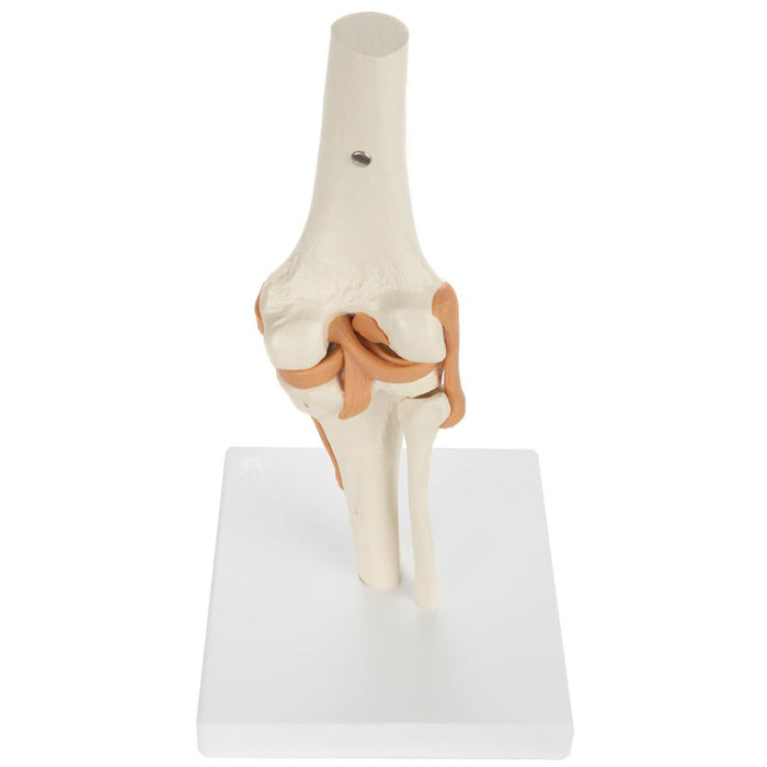 Rudiger Anatomie 12-4489 Functional Knee Joint With Ligaments